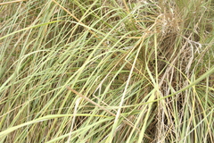 Ampelodesmos mauritanicus