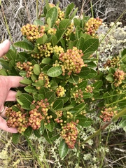 Searsia laevigata