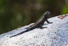Sceloporus orcutti