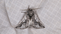 Ursia noctuiformis