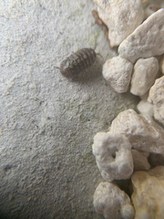 Armadillidium