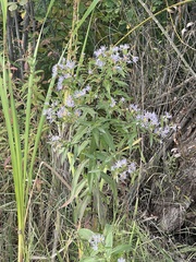 Symphyotrichum puniceum