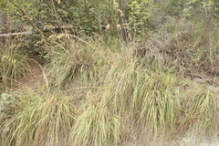 Ampelodesmos mauritanicus