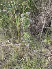 Symphyotrichum puniceum
