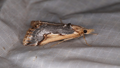 Loxostege albiceralis