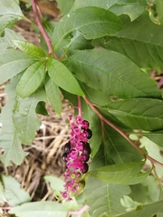 Phytolacca americana