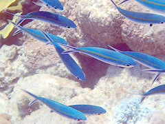 Caesio caerulaurea
