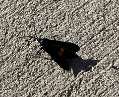 Synanthedon exitiosa