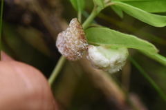 Exobasidium vaccinii