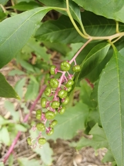 Phytolacca americana
