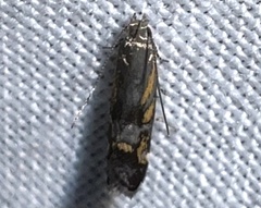 Anacampsis