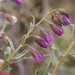 Hermannia trifurca - Photo (c) Carina Lochner, algunos derechos reservados (CC BY-NC), subido por Carina Lochner