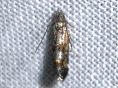 Anacampsis