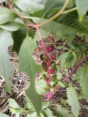 Phytolacca americana