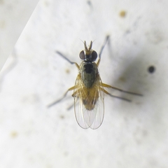 Muscidae