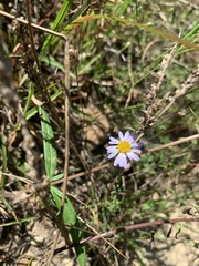 Symphyotrichum dumosum