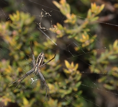 Argiope protensa
