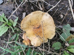 Armillaria mellea