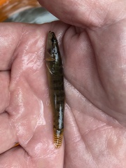 Etheostoma flabellare