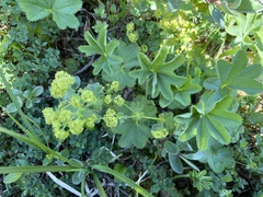 Alchemilla