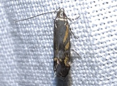 Anacampsis