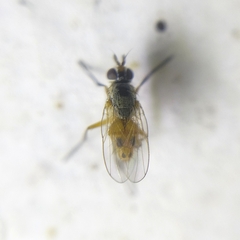 Muscidae