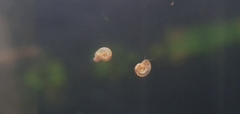 Planorbidae