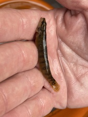 Etheostoma flabellare