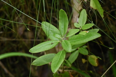 Rhododendron columbianum