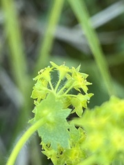 Alchemilla