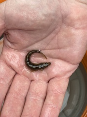 Etheostoma flabellare