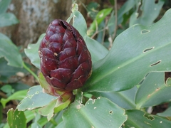 Costus