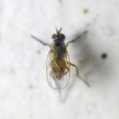 Muscidae