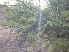 Haematoxylum brasiletto