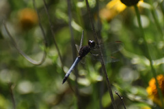 Erythrodiplax basifusca