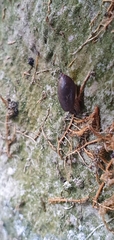 Oxyloma elegans