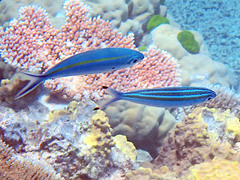 Pterocaesio trilineata