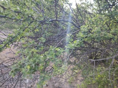 Haematoxylum brasiletto