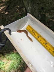 Caudata