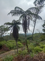Cyatheales