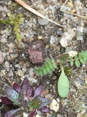 Ornithopus perpusillus