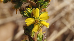 Deinandra fasciculata