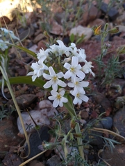 Zephyra compacta