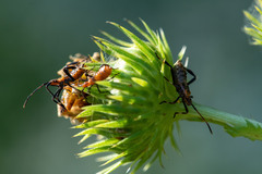 Leptoglossus phyllopus