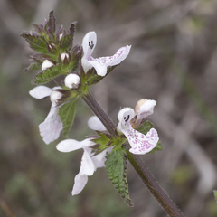 Stachys bolusii