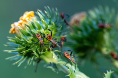 Leptoglossus phyllopus