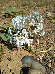Zephyra compacta