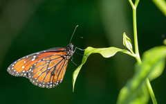 Danaus eresimus montezuma