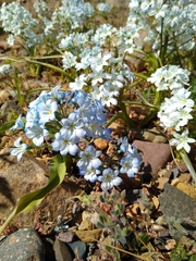 Zephyra compacta