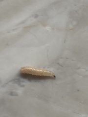 Plodia interpunctella